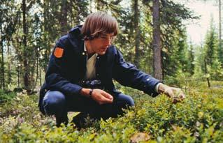 NILSSON Figur 11. Gläntor med bärris var förr vanliga i kyrkans skogar i Stenbrohult, men minskar fortlöpande. Författaren plockar blåbär 1978. Foto: Ulla Rundlöf.