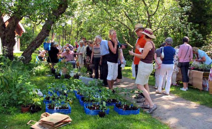 Huddinge& Botkyrka Text : Anna Schelin. Foto Yngve Pettersson Trädgårdssällskap Växtloppis vid Nytorp i juni. Söndagen den 6 juni var det traditionsenligt växtloppis vid Café Nytorp i Fullersta.