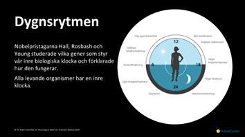 Den anpassar och förbereder alla våra biologiska funktioner till vad som händer under dygnets olika tidpunkter. Klockan påverkar t ex sömn, hormonnivåer, kroppstemperatur och ämnesomsättning.