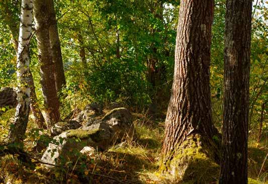 FIGUR 14. Hägnad 600, den stenmur som går parallellt med färdväg 597. Fotograf Kerstin Westrin. Objekt 600. Hägnad/stenmur, ca 70 m lång (Ö V), 2 3 m bred, 1 1,5 m hög.