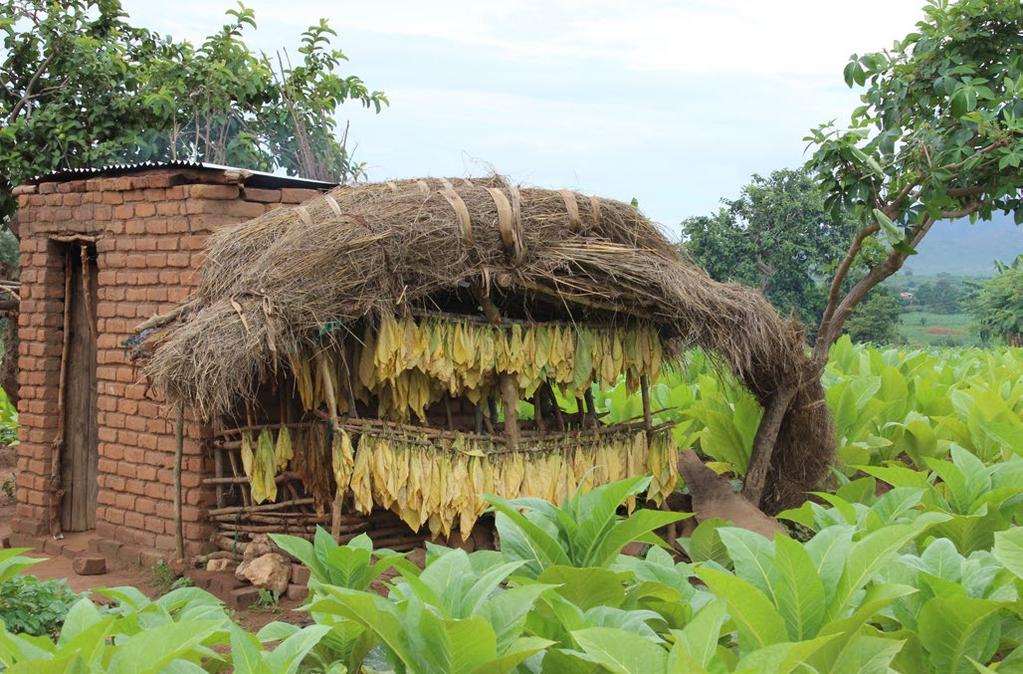170 Malawi ligger på plats 170 av totalt 188 länder i HDI och deras BNI per invånare sjönk med 27.2 % från 1990 till 2015.