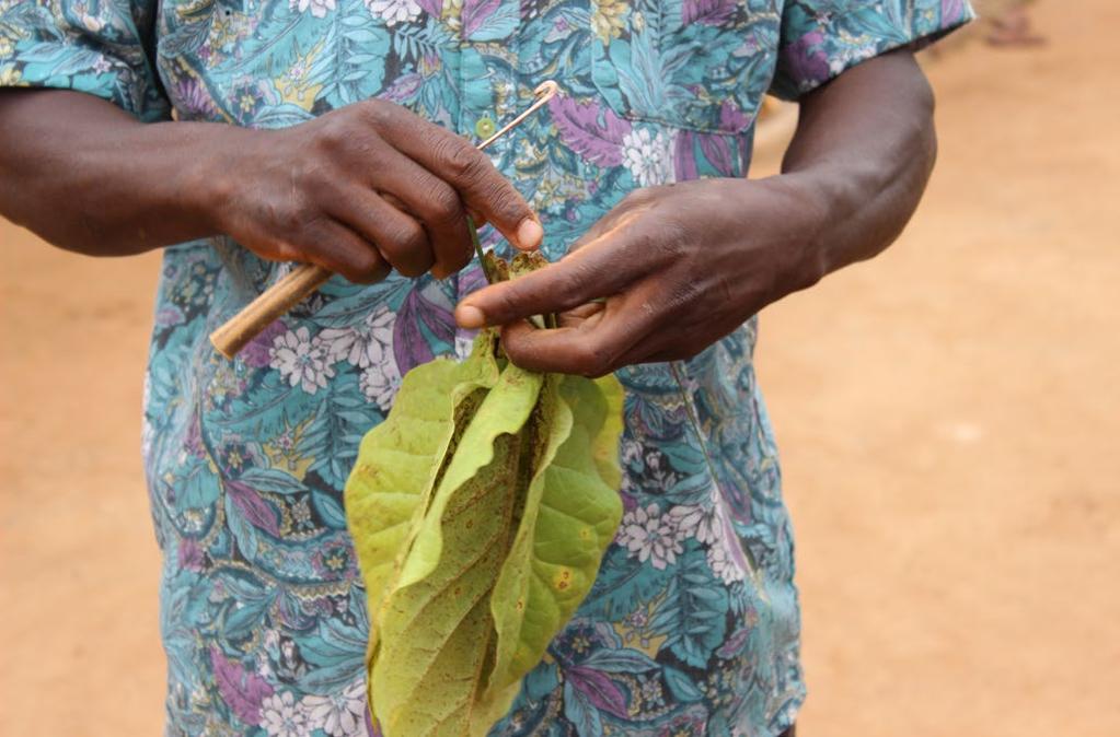 6.2 Åtgärder på global nivå Tobaksindustrin undergräver framsteg gällande hälsa och utveckling samt diskriminerar tobaksarbetares rättigheter och försvagar deras förhandlingsposition.
