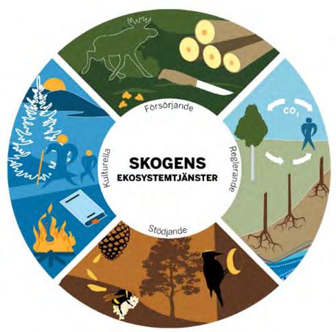 Skogsbruket måste vara hållbart Agenda 2030, FN:s 17 globala mål för hållbar utveckling Avvägningar mellan de tre dimensionerna ekonomi, miljö och sociala värden Åtgärder inriktade på skogsproduktion