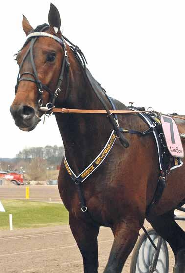 HalmstadTravet Måndag juni