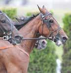 SUMMER MEETING - pikétröja Köp din piké i informationen och få fri entré till: OSLO GRAND PRIX, Bjerke / SPRINTERMÄSTAREN, Halmstad / HUGO ÅBERGS MEMORIAL, Jägersro / ÅBY STORA PRIS, Åby -/ Du kan se