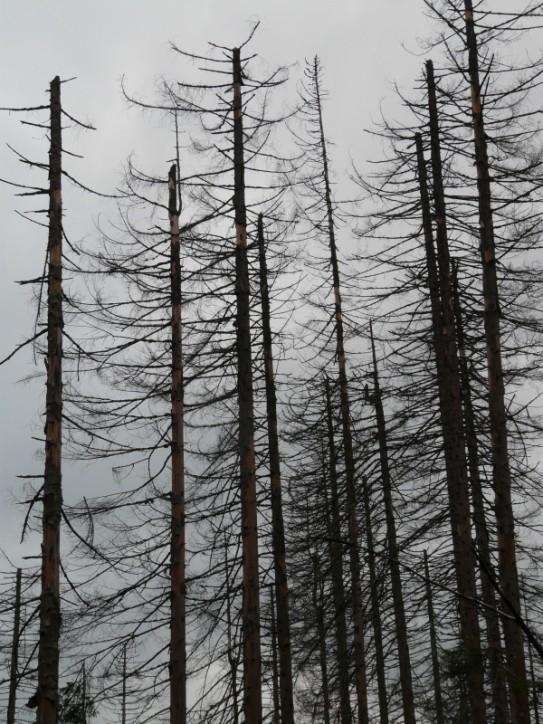 Försurning Försurning innebär att ph-värdet sänks i naturen på grund av mänsklig påverkan. Hur stor påverkan blir beror på om marken innehåller ämnen t.ex.