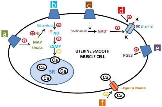 Proposed mechanisms of the action of adipokine effects on myometrial contractility. a. Through mitogenactivated protein (MAP) kinase. b. Through activation of nitric oxide synthase. c. Through activation NAD +.