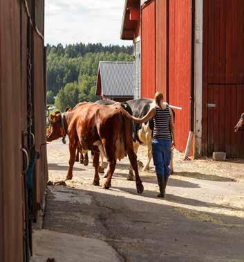 16 juni: Betessläpp för hästarna på K1 Kom och se när hästarna får komma ut på sommarledighet i hagarna. Glädjen brukar vara stor. När: Lördag den 16 juni Första släppet kl 08.