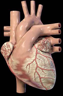 2. Cirka 30 % av patienter med Non-STEMI har mindre än 20 % TnT-förändring under 6 timmars övervakning (SU 2010-2012). Detta gäller även om symtomen varat mindre än 12 timmar.