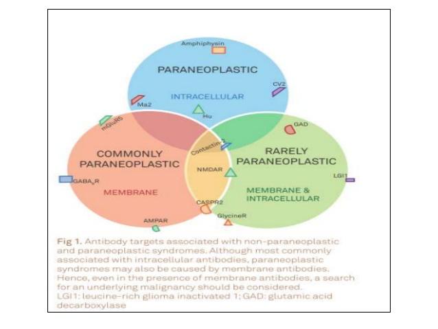 Autoimmun encefalit klassifikation enligt serologiska fynd Seropositiva antikroppar mot intracellulära antigen, majoriteten paramaligna