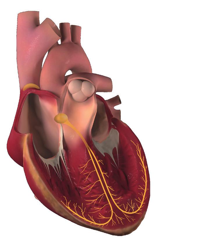 Hur fungerar hjärtat? Hjärtat är en pump som pumpar cirka 60 slag/minut. Det innebär att hjärtat slagit ungefär 2,5 miljarder slag när man kommer upp i 80-års åldern.