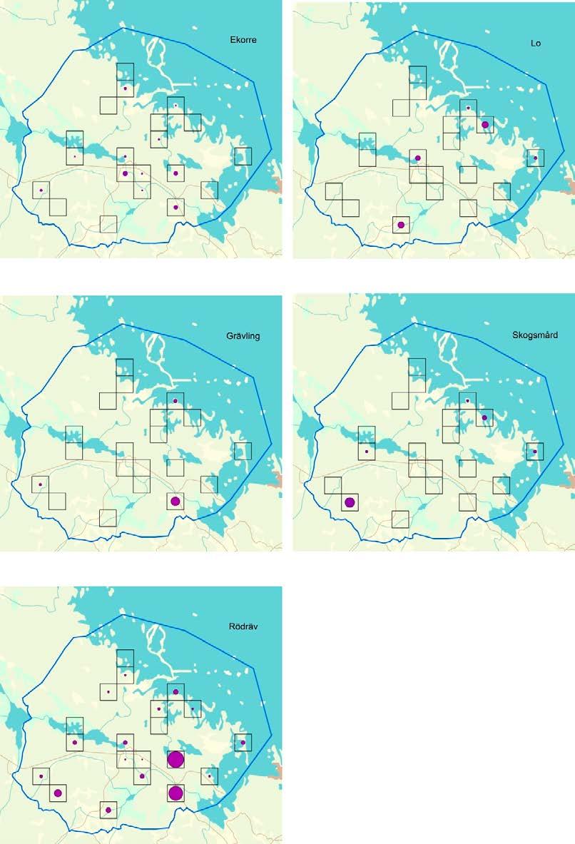 Figur 4-1. Förekomst av ekorre, grävling, lo, skogsmård och rödräv baserat på spårinventering i Forsmark 2016 2018.