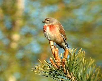 av de fågelarter som lever i det svenska odlingslandskapet.