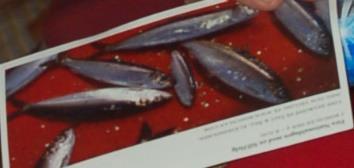 I samverkan med Bokia, Lysekil Maritimt på Hyllan Presentation av Upplevelsecentrum En bit av Bohusläns maritima kulturarv flyttar in på museet, föreningar och organisationer;