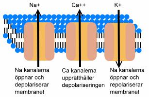 myocyter