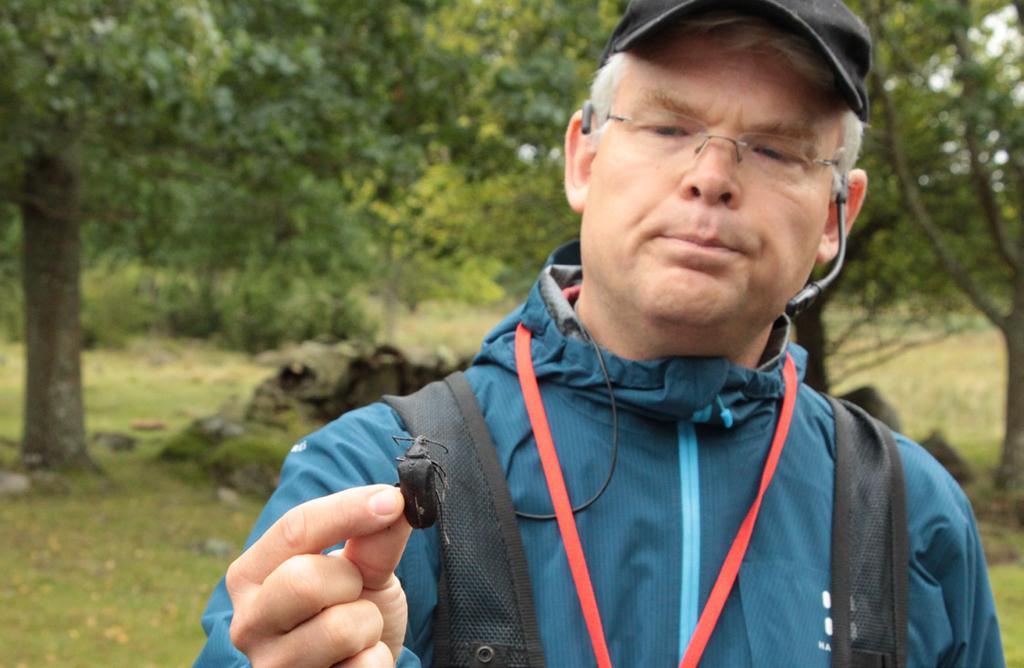 gan hur det ojämna beståndet med enstaka grova ekar och få små ekar skulle hanteras. Deltagarna konstaterade att det fanns en hel del småplantor i gräset, men att de trycks tillbaks av betning.
