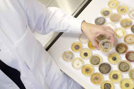 allt oftare, molekylärbiologiska metoder (DNA-analyser). DNA-analys som görs direkt på ett växtprov kan avslöja även sådana svampar som inte kan odlas på agar.
