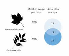 De kan därför påverka även skogsråvarans egenskaper och lämplighet för industriella processer (Korkama-Rajala m.fl. 2008). De osynliga, små endofytsvamparna kan alltså styra trädens tillstånd, t.ex.