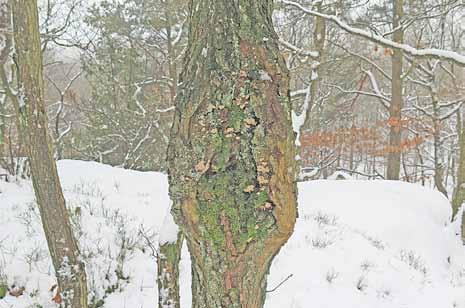 Ekbladet 33 9 10 Figur 9-10. Styvskinn, Stereum rugosum. Kräftskador på levande ekar, Quercus robur i hedekskog resp.