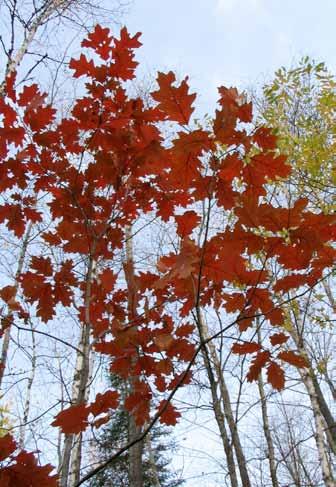 Rödekens möjligheter som skogsträd i södra Sverige Rödek (Quercus rubra L.) är ett introducerat trädslag som i praktiken tycks växa väl i södra delarna av Sverige.