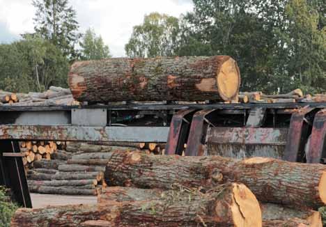 Ekbladet 33 Här matas ekstockarna in på Kährs. Varje år förbrukas 80 000 kubikmeter ek, varav 60 000 är svensk råvara. Kährs är en nyckelspelare på den svenska ekmarknaden.