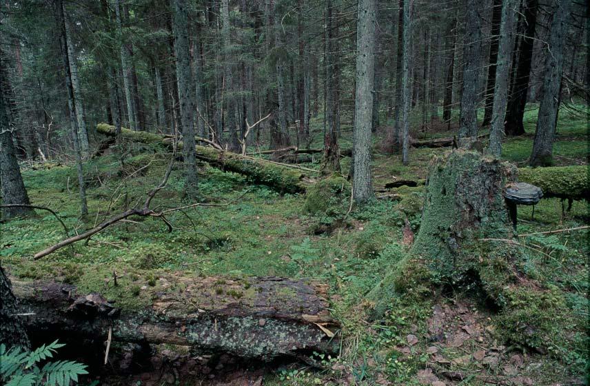 Fig. 1. Skogsinteriör från kalkbarrskog, Närke, Hidinge sn, Lekhyttan, Höjden, 2005-09-04. Foto L. Söderberg. Områdesbeskrivning Höjden, Lekhyttan (fig.