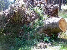 Rotrötan upptäcks vanligen först vid avverkningen. Eftersom rottickan skadar främst trädets döda kärnved kan granen till det yttre hållas i gott skick i åratal - till och med årtionden - trots rötan.