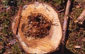 Rötan som honungsskivlingarna orsakar är mörkbrun (rotrötan är ljusbrun). Gränsen mellan frisk och rötad ved är skarp.