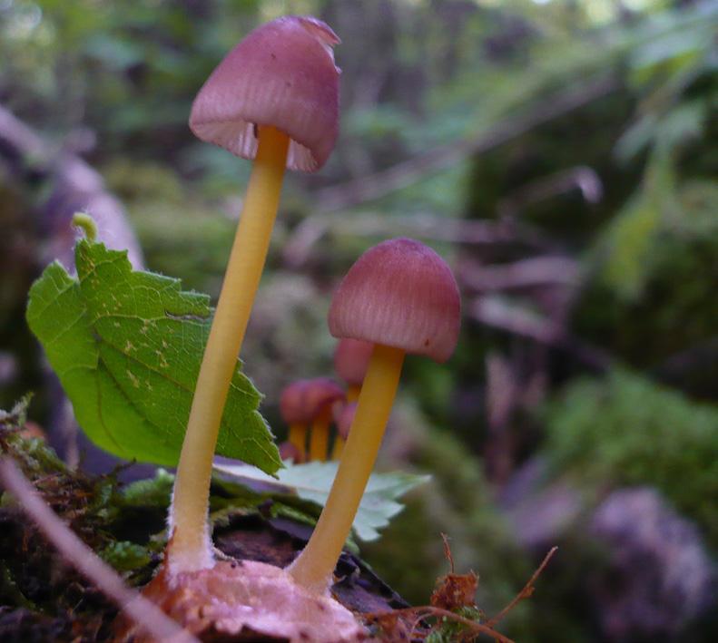 Inventeringsmetoden kan användas i alla slags skogar för att få jämförbara mått avseende den biologisk mångfalden. Bland annat kommer ett antal avverkningsanmälda skogar inventeras före avverkning.