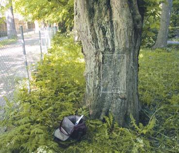 Rapport 5661 Åtgärdsprogram för bevarande av dvärgrosettlav Figur 6. Vitoxel utgör växtplats för dvärgrosettlav Hyperphyscia adglutinata i Botaniska trädgården i Visby.
