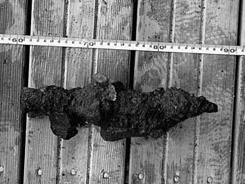 Two ceramic shards from a redware jug, F2, were recovered during a visual survey dive to the northwest of the survey area (figure 12).