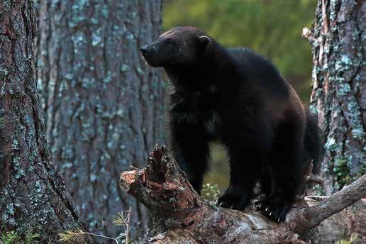Välkommen till Finnskogsriket 2018 Denna järv visade sig i Kungsberg, nordvästra