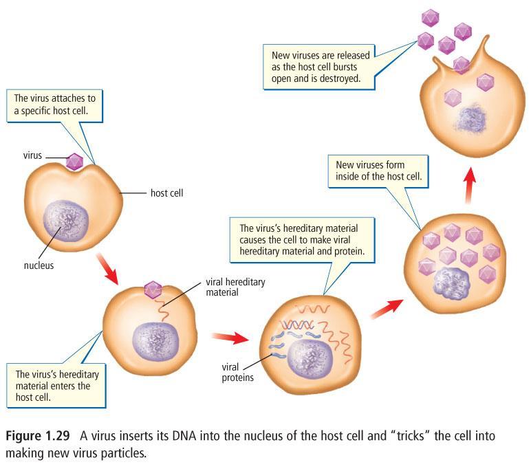 Virus Förökning DNA-virus skjuter in DNA, (RNA-virus skjuter in RNA) Värdcellens ribosomer tillverkar nya virus utifrån virusets
