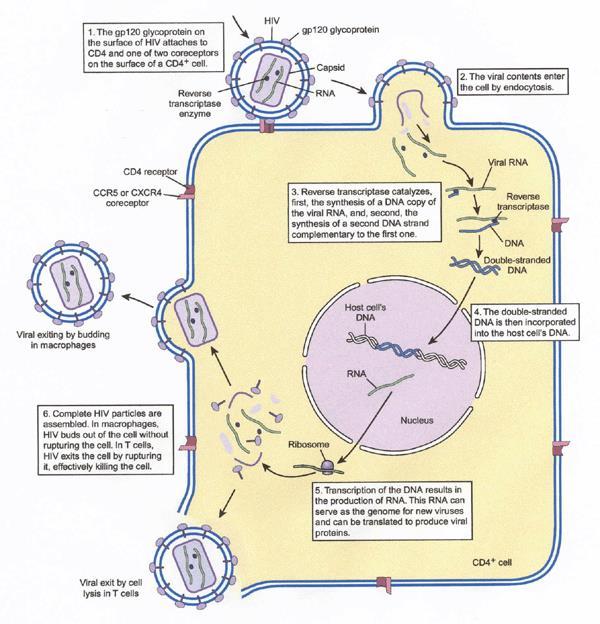 HIV (RNA Virus)