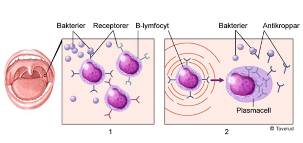 B-celler Plasmaceller antikroppar B-cell + antigen (aktiverad B-cell) plasmacell som bildar