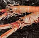 /pkt Danmark 700 g Lobster Art. nr.