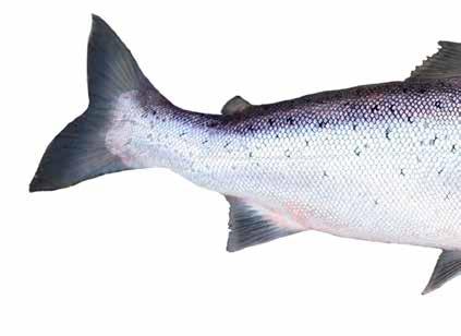 Atlantlax Lax är en välkänd fisk i odlingssammanhang. Norge odlar närmare 1 miljon ton lax per år i kassar i havet.