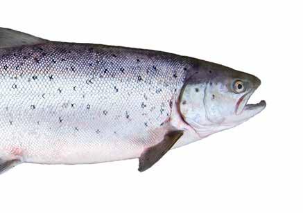 Salmo salar Möjliga odlingstemperaturer: 6 16 C Optimal Temperatur: 12 16 C ph: 6,5 8,5 Syrehalt: >6,5mg/l; 100% syresätt Recirkulationsgrad: 2-3 gånger per timme Tillgång till ägg/yngel/parr/smolt: