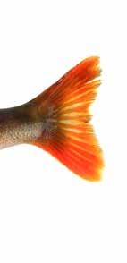 Abborre Abborre är en välkänd fiskart i Sverige som finns i allt från söt- till bräckt vatten från norr till söder.