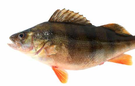 Perca fluviatilis förlusten. Priset på abborre kan också variera beroende på mängden vildfångad fisk på marknaden.