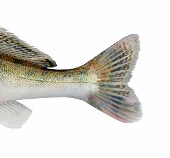 Gös En annan fiskart som är välkänd i Sverige och erkänt välsmakande är gös. Gös är en varmvattensart som trivs bra i näringsrikt vatten och således kan klara av vatten av sämre kvalitet än t.ex.