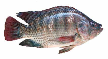 Oreochromis sp blir filé). Några av de tilapia-arter som odlas i Sverige är också eftertraktade av sushirestauranger på grund av kvaliteten och den fina färgen på köttet (se t.ex.