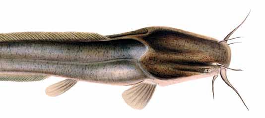 Clarias gariepinus Ojämn tillväxt, speciellt bland yngel, kan vara ett bekymmer om man inte sorterar ofta eftersom kannibalism är vanligt bland både hybriden och Clarias gariepinus.