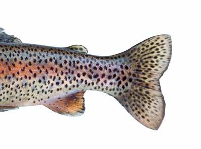 Regnbåge Regnbåge är en laxfisk ursprungligen från nordamerikas västkust. Den har inplanterats i många europeiska länder men har inte kunnat etablera sig med vilda bestånd i Sverige.