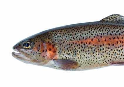 Oncorhynchus mykiss bågsforell. Detta gör att man kan förkorta produktionstiden innan slakt och man minskar konkurrensen med stor lax.