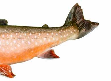 Röding Den näst mest odlade fisken i Sverige är Röding.