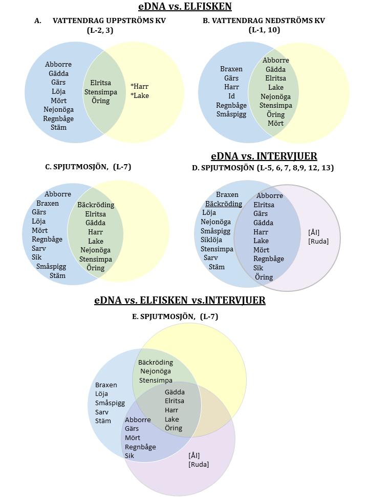 AquaBiota Rapport 2017:12 *Harr och lake detekterades även i L-4.. Figur 7. Venndiagram.