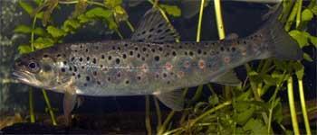 Vad gör strömlevande fisk i vattendrag?