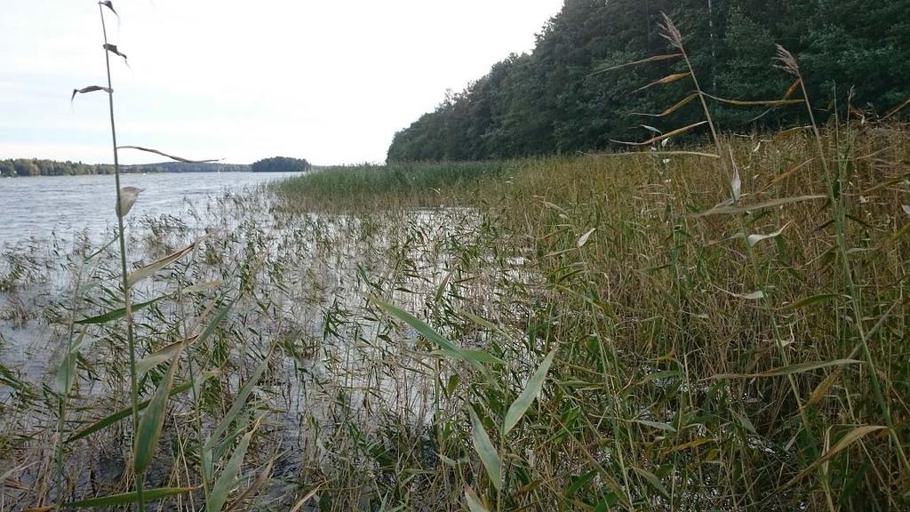 Område 1 vasskantad strandsträcka av kommunalt/påtagligt naturvärde Område 2 vasskantad strand Detta delområde är mycket likt delområde 1, se ovan, men separerades från detta eftersom planen pekar ut