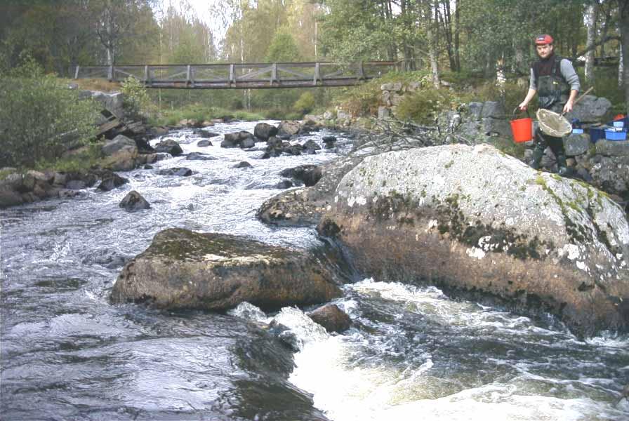 Resultat och diskussion Stångån, Pappersbruksforsen Lokalbeskrivning Lokalen är en av Länsstyrelsens miljöövervakningsstationer som har provfiskats 1996, 2000, 2002-2005.